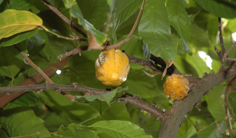 albero del cacao come si coltiva