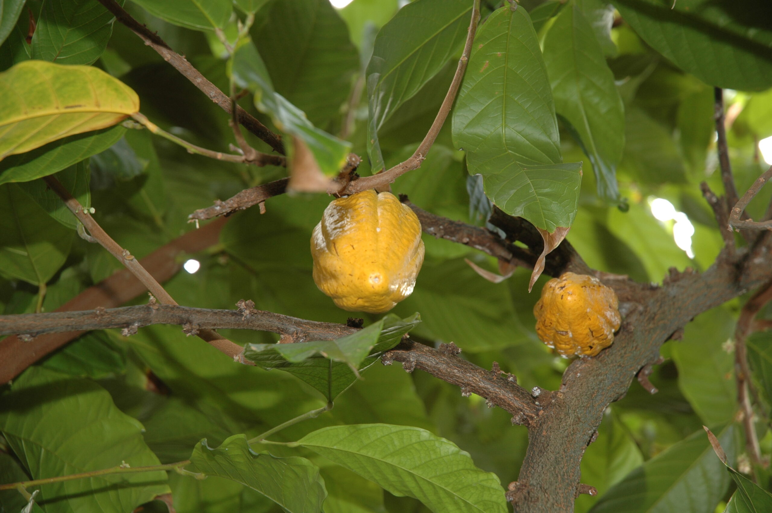 albero del cacao come si coltiva